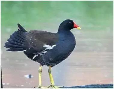 致富快的小项目,贫困户致富创业项目有哪些