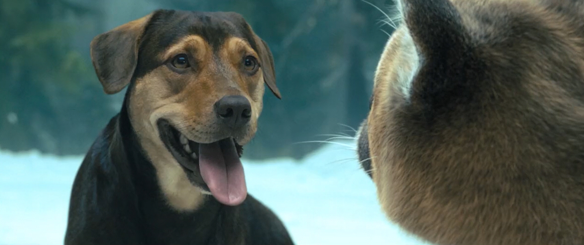 电影故事:一条小狗穿越四百英里回家的故事