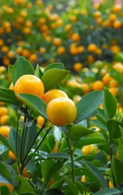 新的一年对军人的祝福,春节对军人的祝福