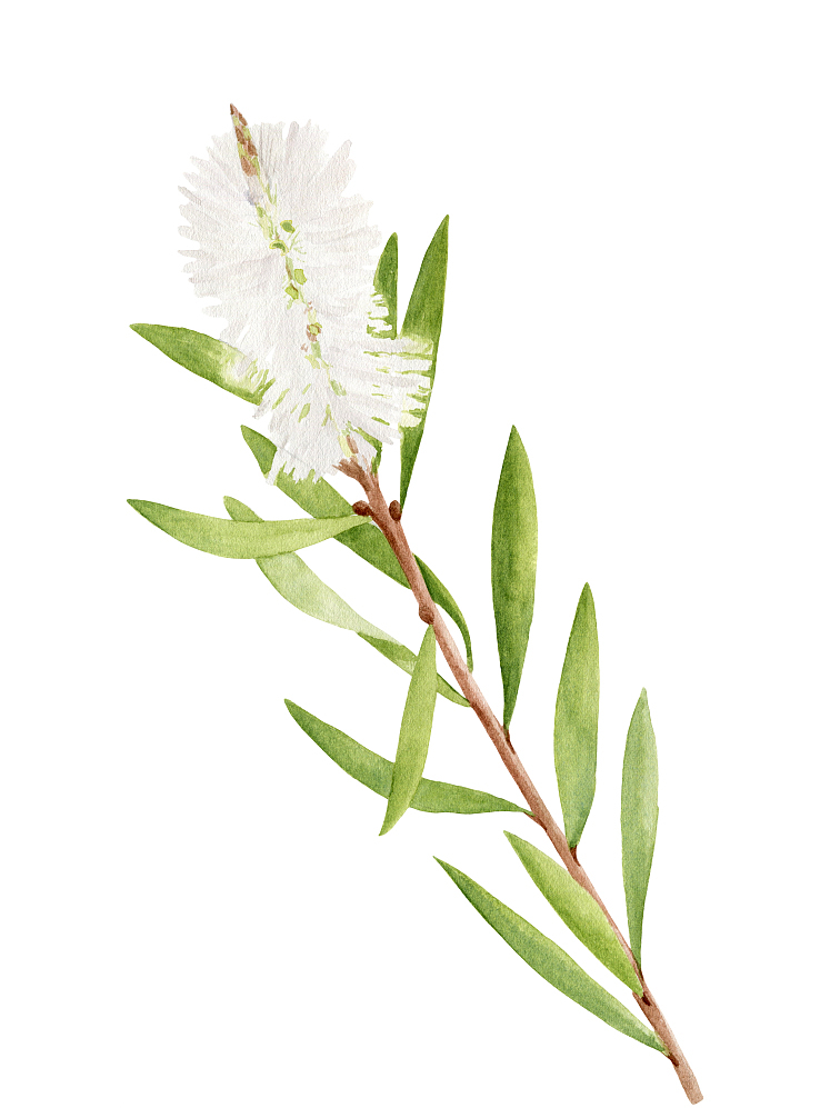 天然茶树精油和单方茶树精油,解锁植物芳香剂