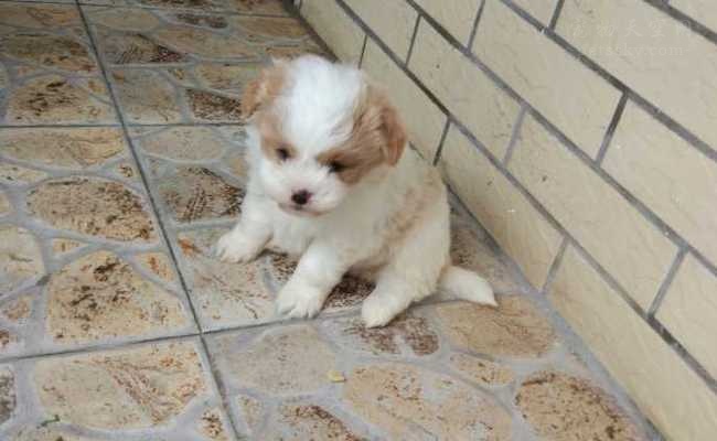 狗狗被救助很开心,狗狗被放在笼子里救助