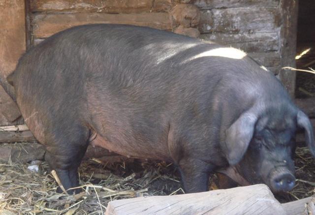 母猪产死胎后难产要怎样处理,母猪难产用手掏不出来怎么办