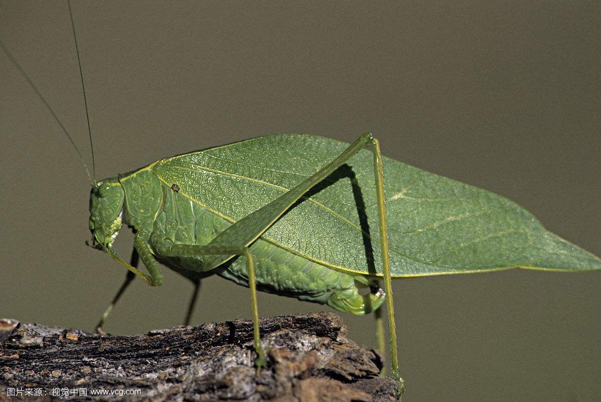 中药材叫姑姑(纺织娘)