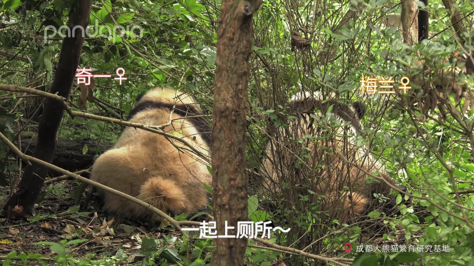 做塑料姐妹,真正的塑料姐妹是什么样的