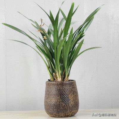 四季开花的香花植物,列举6种香花植物