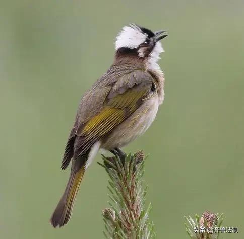 爱它，就请放过它青岛检察院就一起非法狩猎野生鸟类案提起诉讼