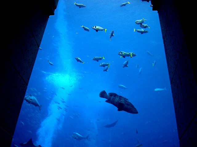 迪拜一般有什么好玩的,迪拜最好的游玩项目