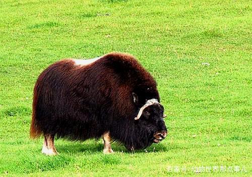 1000个动物知识,臭鼬动物的特性