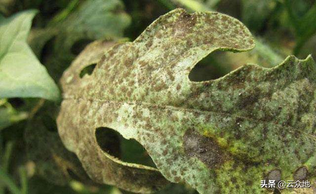 西瓜地里抗性蚜虫有啥好办法,西瓜蚜虫是上午打好还是下午打好