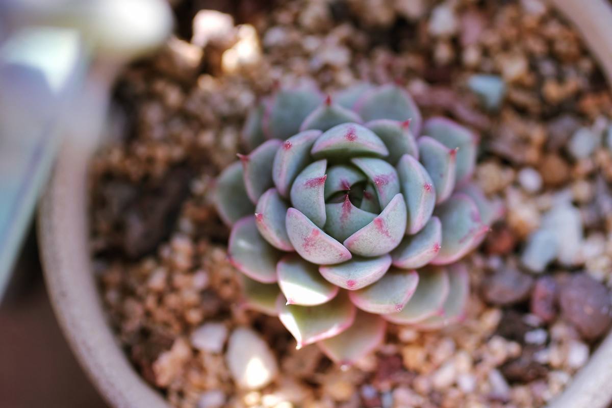 景天科拟石莲花属多肉品种,棱镜景天科拟石莲属多肉植物