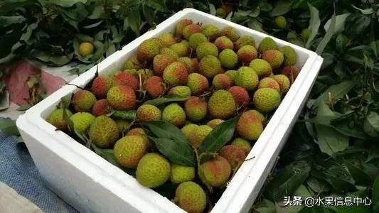 揭秘各种水果批发的价格,批发市场卖水果的技巧