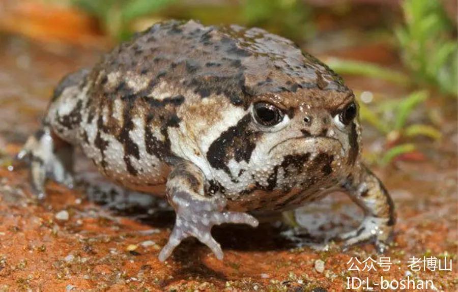 秋风起蝉蜕飘落,秋风起刘禹锡