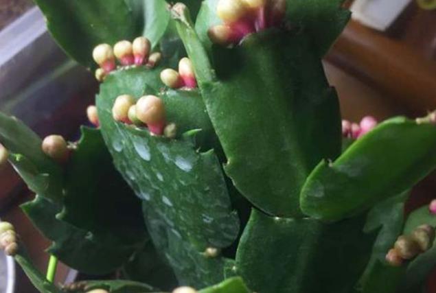 油烟机的废油别扔留下省钱又实用,油烟机废油养花的正确方法