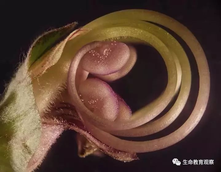 看完后，整个人都有点不对劲了（传播生物知识）