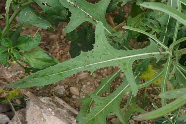 苦菜养胃护胃,苦菜虽苦但开花是香的