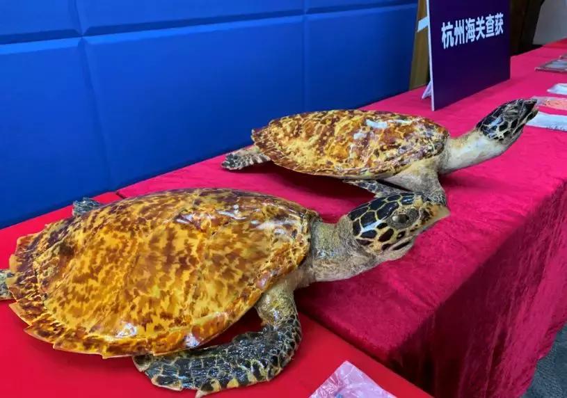 除了大象还有什么动物,大象为啥现在都没有象牙