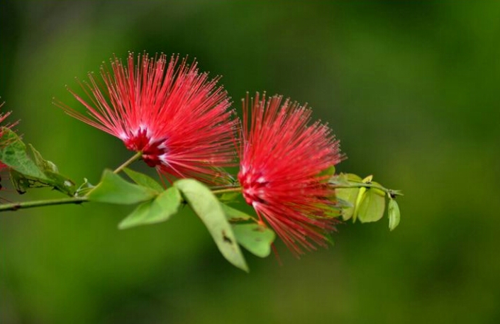 *欢合**花：花美叶美、有色有香的*欢合**花，管理与栽培
