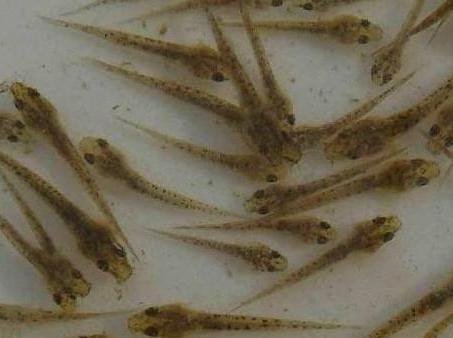 台湾泥鳅养殖方法及饲料配方,有机沼液泥鳅养殖技术