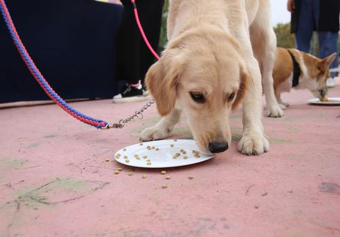 水泡的狗粮营养会不会流失,狗粮每次都需要水泡吗