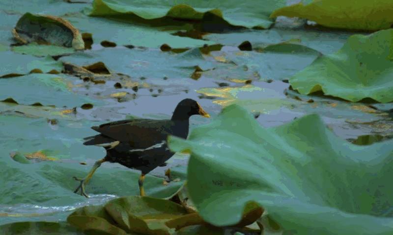 江风的前半生之六