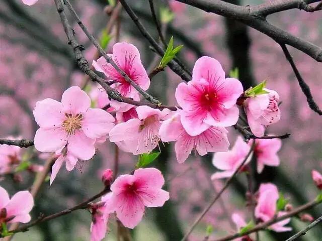 青玉案竹笛谱,青玉案六孔陶笛谱