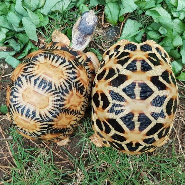 印度星陆龟能养吗,印度星陆龟如何养