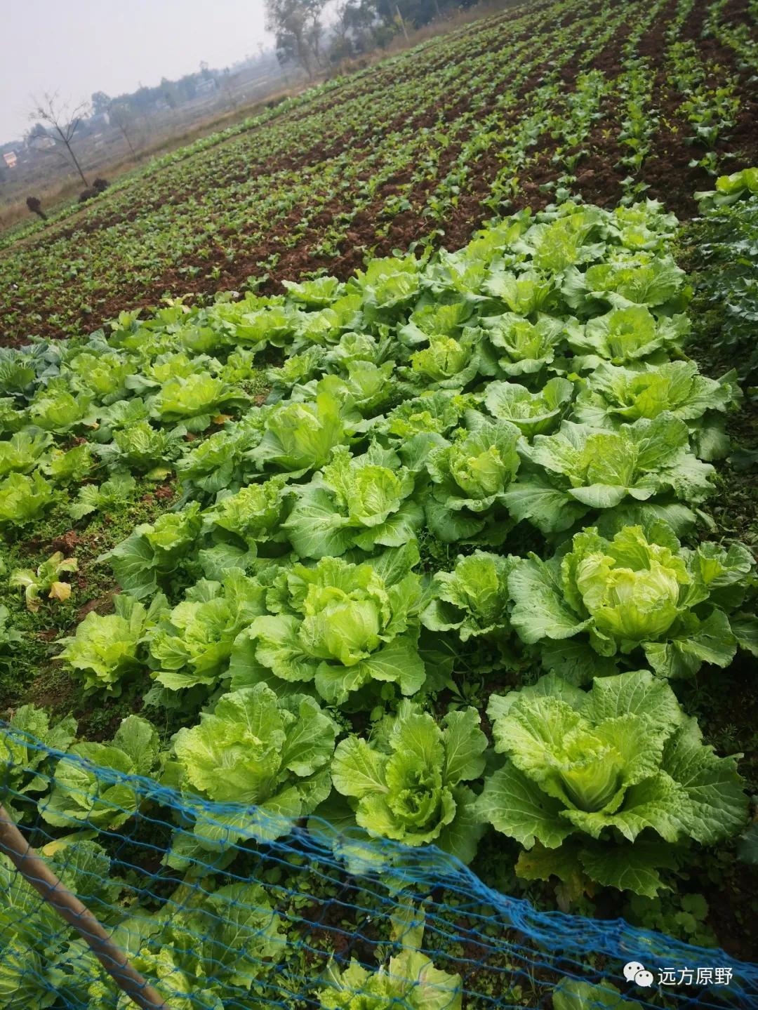 你想要的田园生活在哪里,你所向往的生活是什么