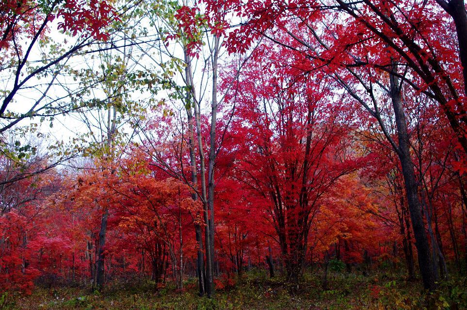 十一沿途风景,十一去红叶谷的景致