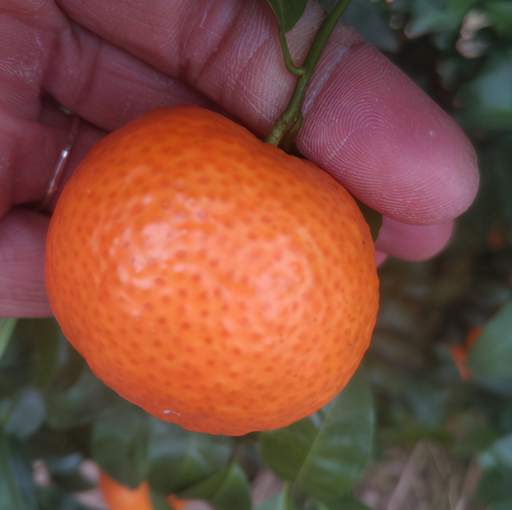 什么季节的沙糖桔便宜又好吃,买沙糖桔