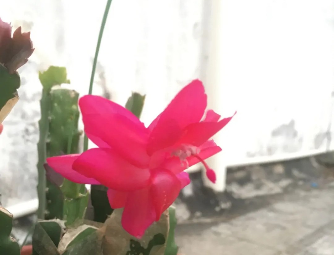 蟹爪兰20棵,有20株蟹爪兰适合多大的盆