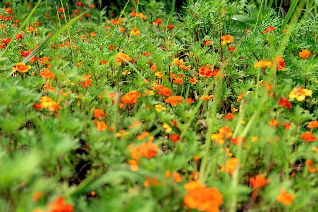 搞快点是哪里方言,搞快点