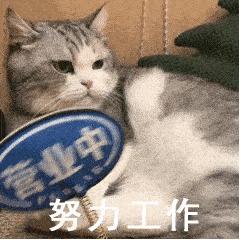 可爱表情包猫猫超开心,猫猫表情包可爱粉粉嫩嫩生气