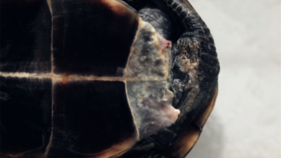 乌龟开春了眼睛睁不开怎么办,什么季节乌龟容易生病