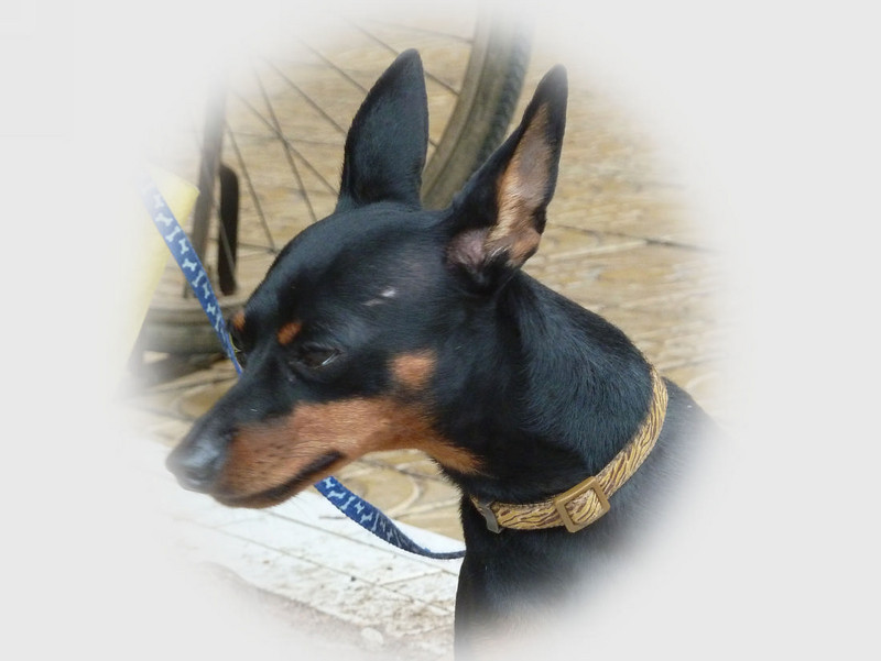 小鹿犬的训练方法,如何训练6个月的小鹿犬