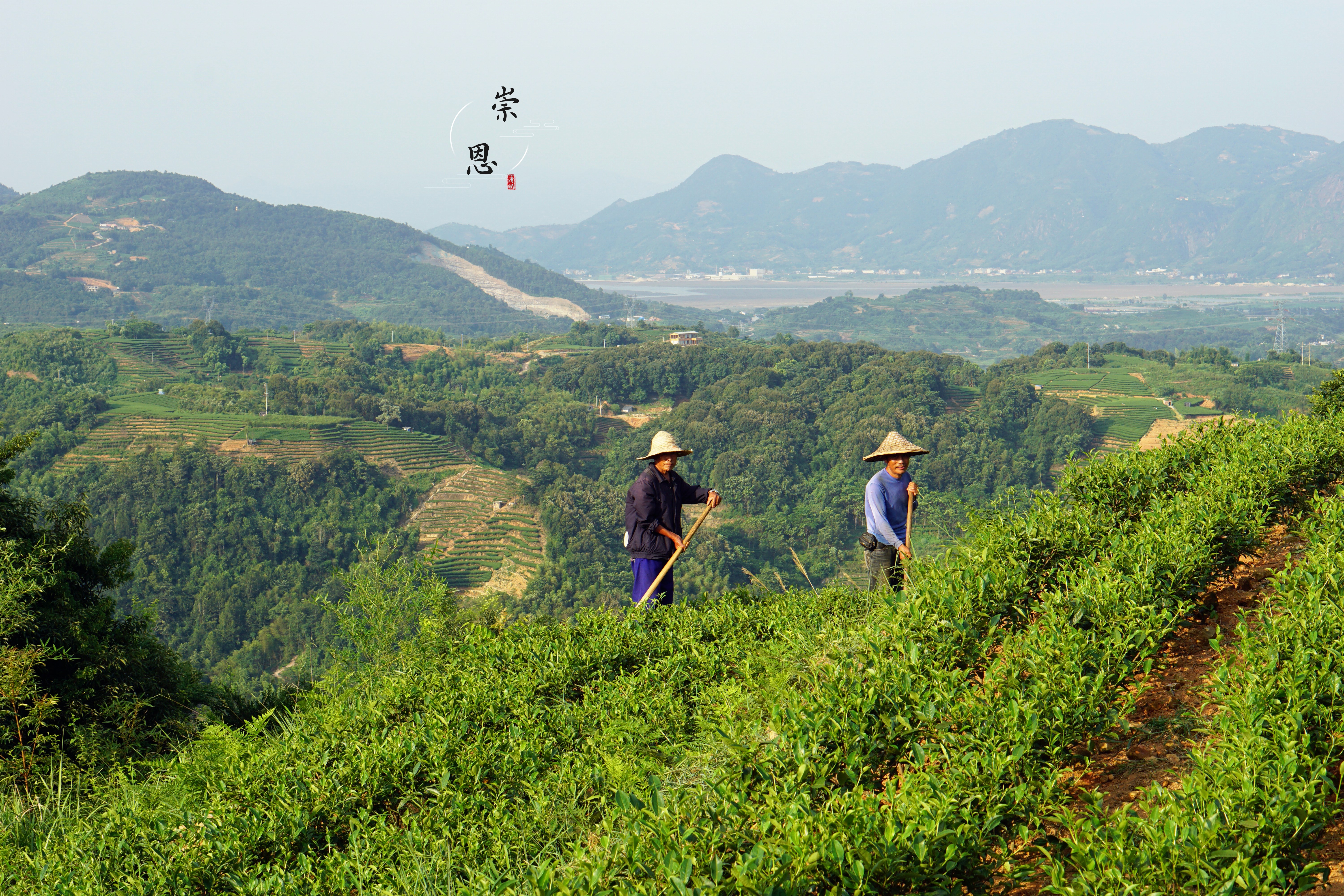 “云游”崇恩有机茶山：云巅之上，豁然开朗