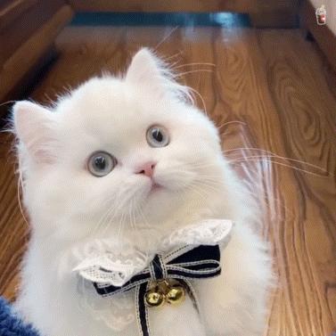 猫咪的八种习性图片,猫咪的七种性格