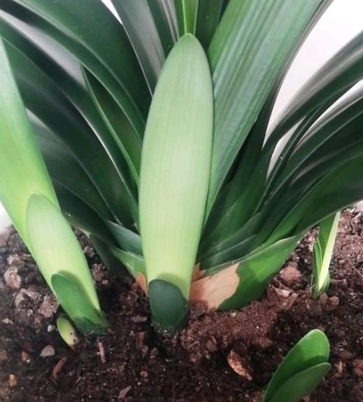 怎样让君子兰快速生根,如何让君子兰快速生根