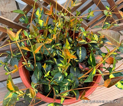 花叶络石要想叶更“花”，养护需要做好这几点，否则花叶变绿叶