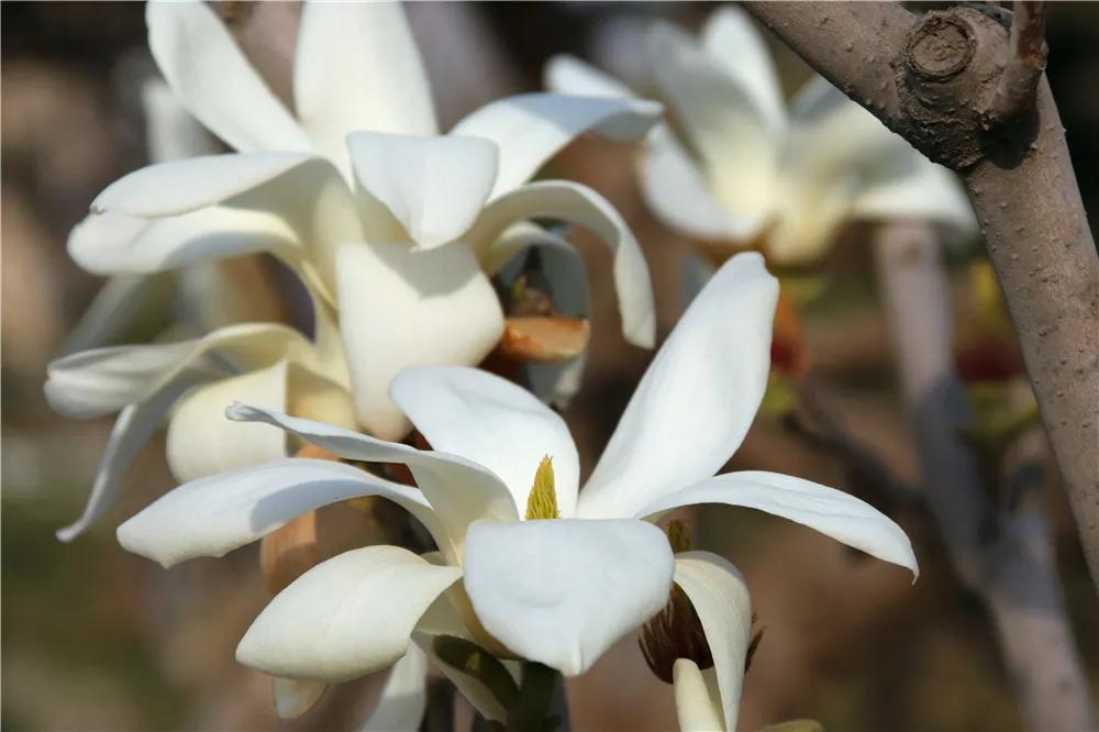 几种吉祥富贵的植物,最适合家里养的十大开花植物