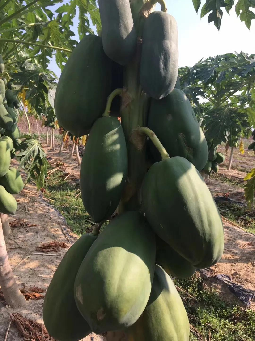 又到果子成熟的季节,成熟木瓜的最佳吃法