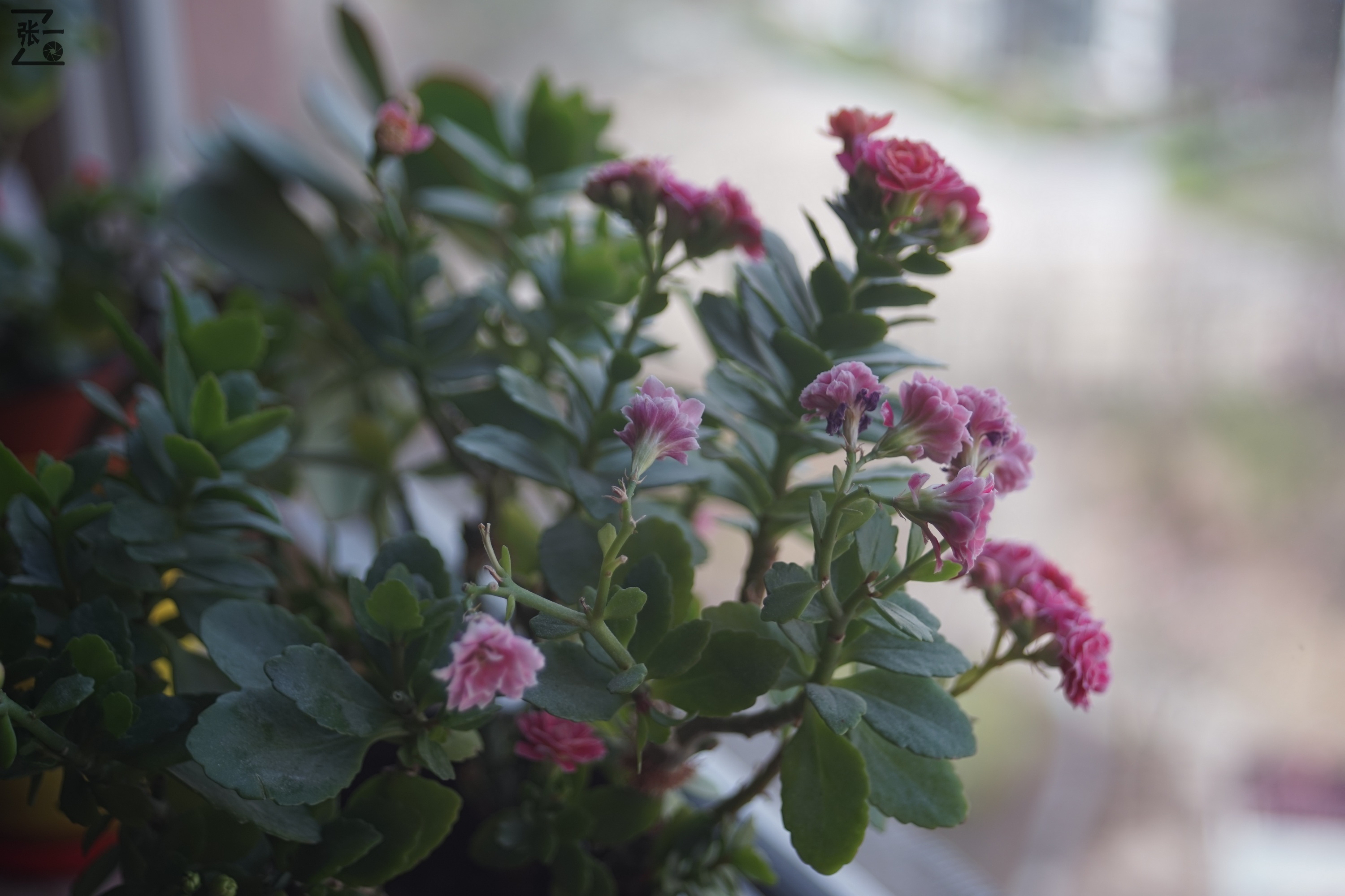 海鸥df300相机是黑白还是彩色,海鸥df300相机