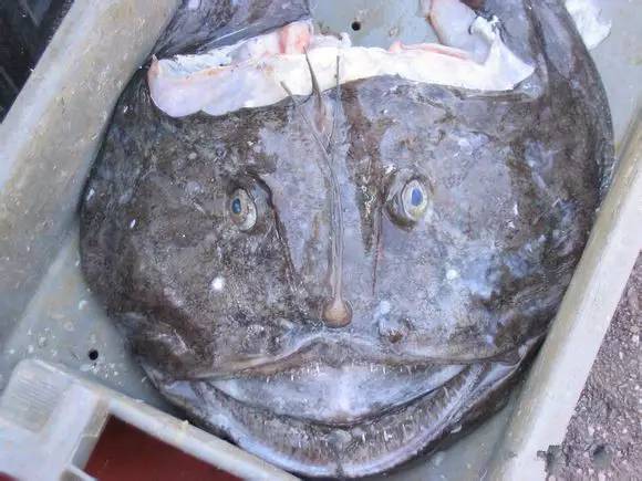 海鲜大全,最全海鲜冷知识