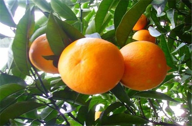 冰糖橙种植成功案例,种植冰糖橙要几年才能结果