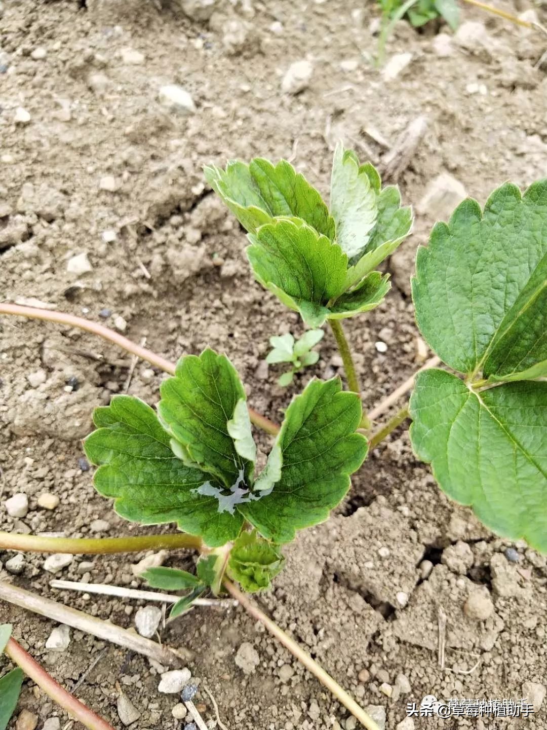 草莓被蓟马危害后怎么恢复生长,草莓防治蓟马最有效的方法