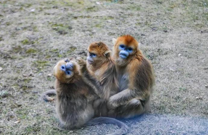 哪个动物园可以和动物亲密接触,野生动物园近距离接触动物感触