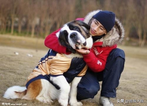 如何在家训练宠物狗犬不咬人,主人不在家如何训狗