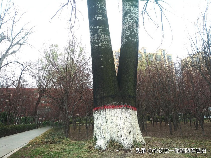 山东聊城，酷树犹如美女的大长腿，连拍照者都称奇