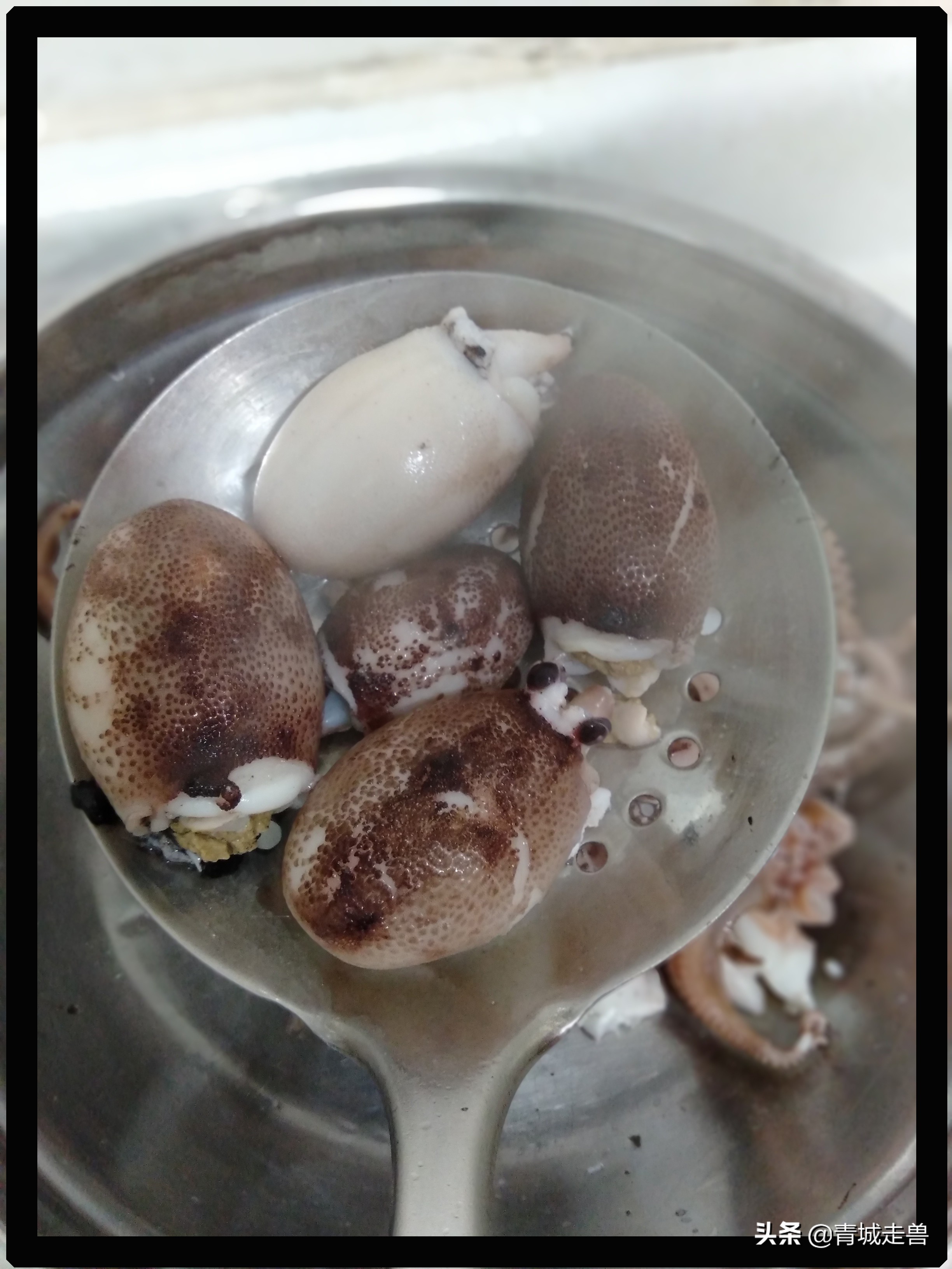 胶东八带家庭做法,胶东人喜欢吃的菜