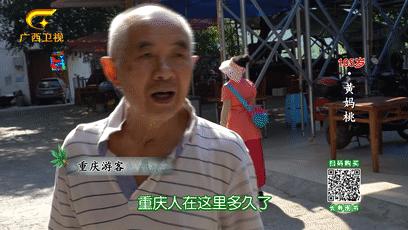 巴马长寿村10年候鸟人真实现状,最新巴马候鸟人真实讲述