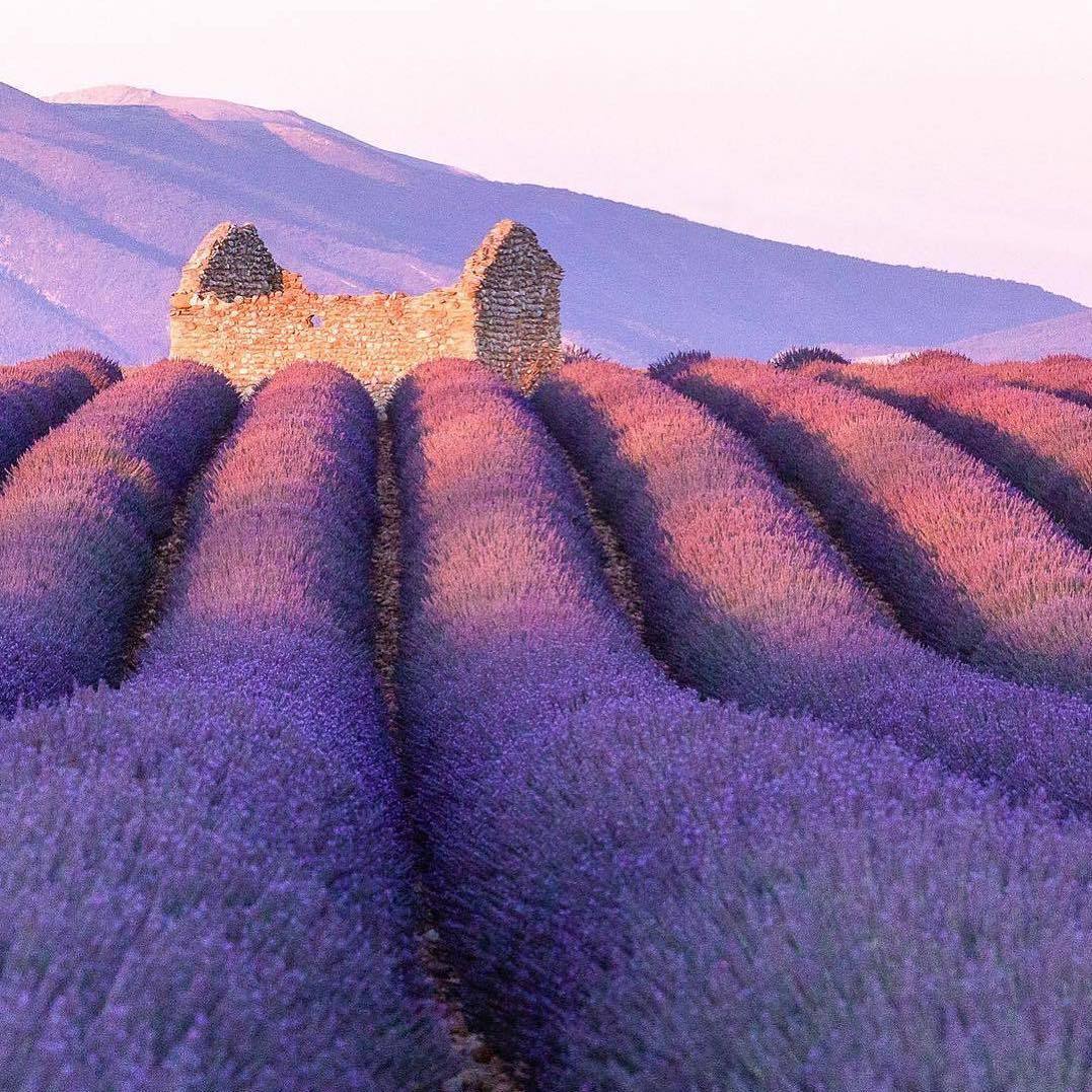 宝藏植物,植物薰衣草